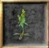 goblinskajagoda
