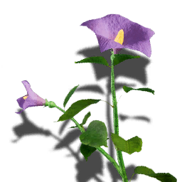 T ItemIcon ItFo Plants Darkshade