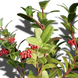 T ItemIcon ItFo Plants Flameberry 01