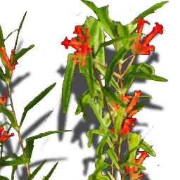 T ItemIcon ItFo Plants Herb 03