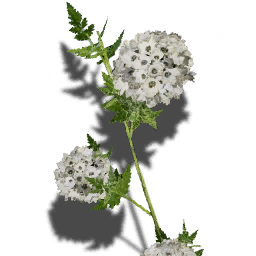 T ItemIcon ItFo Plants Widow